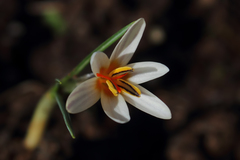 Crocus taseliensis