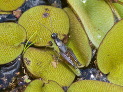 Paulinia acuminata
