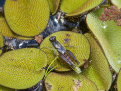 Paulinia acuminata