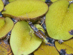 Paulinia acuminata