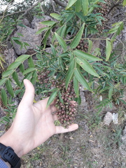 Zanthoxylum coco