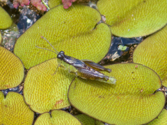 Paulinia acuminata