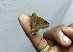 Hasora badra