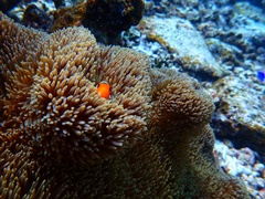 Amphiprion ocellaris