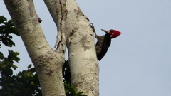 Campephilus melanoleucos