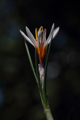 Crocus taseliensis