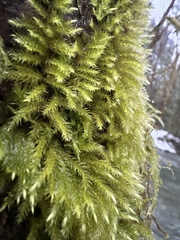 Brachythecium albicans