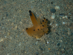 Thecacera