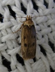 Tachystola acroxantha