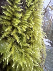 Brachythecium albicans