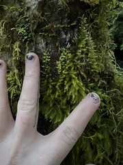 Brachythecium albicans