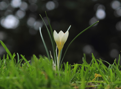 Crocus thracicus