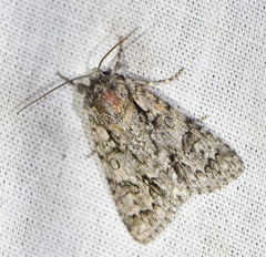 Acronicta auricoma