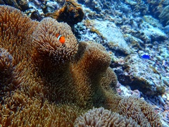 Amphiprion ocellaris