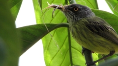 Todirostrum maculatum