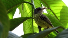 Todirostrum maculatum