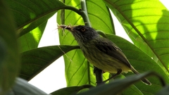 Todirostrum maculatum