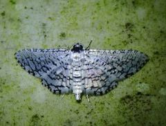 Epaena