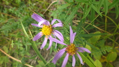 Galatella dahurica