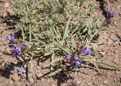 Penstemon speciosus
