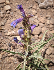 Penstemon speciosus