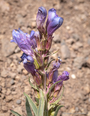 Penstemon speciosus