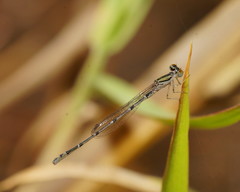 Austroagrion exclamationis