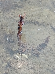 Undaria pinnatifida