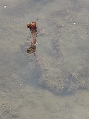 Undaria pinnatifida