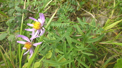 Galatella dahurica