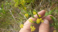 Bupleurum scorzonerifolium