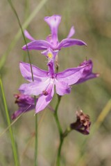 Calopogon tuberosus tuberosus