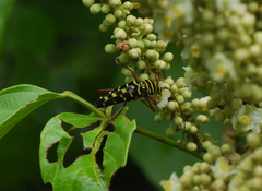 Placosternus guttatus