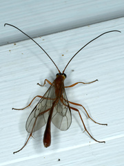 Dicamptus fuscicornis