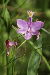 Calopogon tuberosus tuberosus