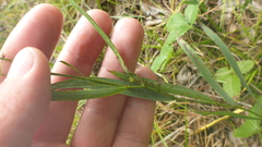 Bupleurum scorzonerifolium