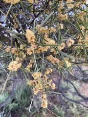 Acacia oswaldii