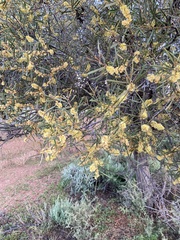 Acacia oswaldii