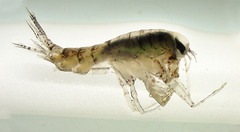 Themisto libellula