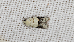 Tracholena sulfurosa