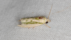 Earias huegeliana