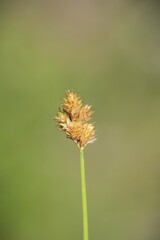 Carex bebbii
