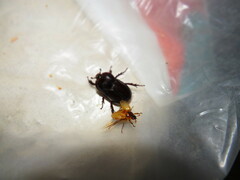 Cyclocephala melanocephala