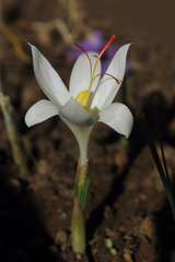 Crocus asumaniae
