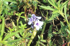 Pontederia azurea