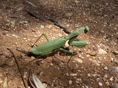 Trachymantis dentifrons
