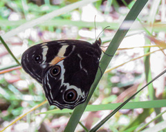 Tisiphone abeona albifascia