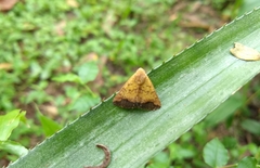 Xanthodes transversa