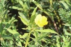 Ludwigia peploides montevidensis