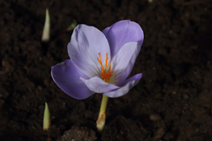 Crocus brachyfilus